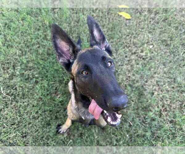 Medium Photo #3 Mutt Puppy For Sale in Imlay City, MI, USA