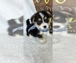 Image preview for Ad Listing. Nickname: Chico