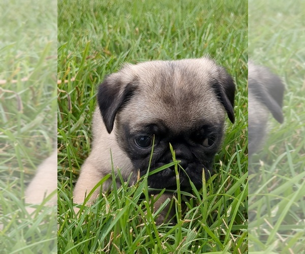 Medium Photo #6 Pug Puppy For Sale in MOUNT SOLON, VA, USA