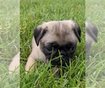 Small Photo #6 Pug Puppy For Sale in MOUNT SOLON, VA, USA