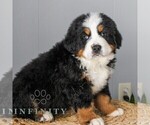 Small #4 Bernese Mountain Dog