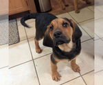 Small #2 Mutt
