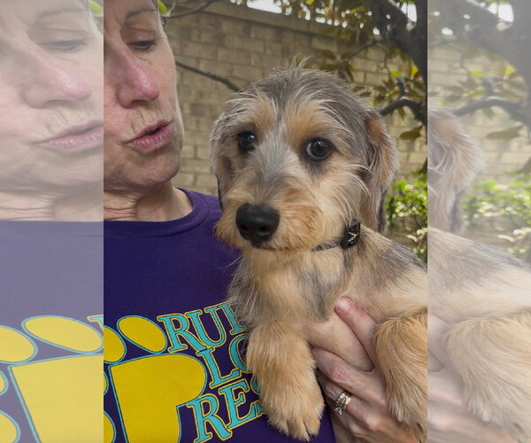 Medium Photo #3 Mutt Puppy For Sale in Thomasville, NC, USA