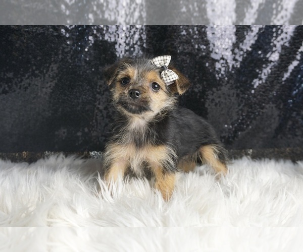 Medium Photo #71 Morkie Puppy For Sale in WARSAW, IN, USA