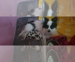 Small Photo #14 Papillon Puppy For Sale in JACKSONVILLE, FL, USA
