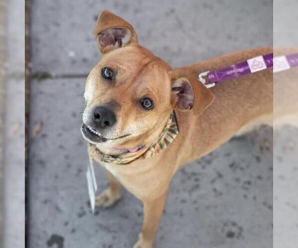 Medium Photo #5 Miniature Pinscher-Unknown Mix Puppy For Sale in San Diego, CA, USA