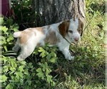 Small Photo #4 Brittany Puppy For Sale in LA GRANGE, KY, USA