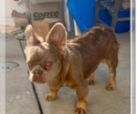 Small #2 French Bulldog