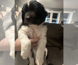 Medium Saint Bernewfie