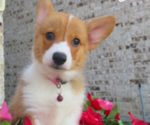 Small #8 Pembroke Welsh Corgi