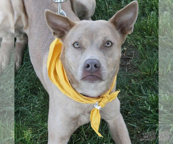 Medium Photo #2 Carolina Dog-Unknown Mix Puppy For Sale in Washington, DC, USA