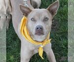 Small #1 Carolina Dog Mix