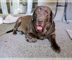Small #1 Labrador Retriever
