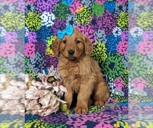 Schnauzer (Miniature) Puppy for sale in CHRISTIANA, PA, USA