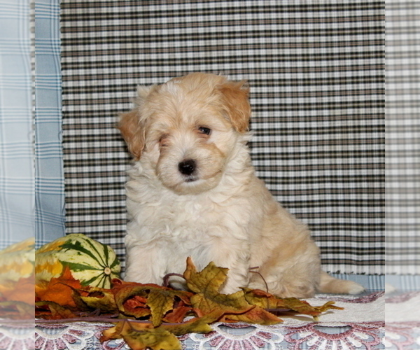 Medium Photo #3 Maltese-Poodle (Toy) Mix Puppy For Sale in CHRISTIANA, PA, USA