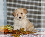 Small Photo #3 Maltese-Poodle (Toy) Mix Puppy For Sale in CHRISTIANA, PA, USA