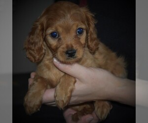 Cavapoo Puppy for sale in SUNBURY, PA, USA