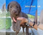 Puppy Miss Pink Labrador Retriever