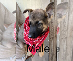German Shepherd Dog Puppy for Sale in LEXINGTON, Texas USA