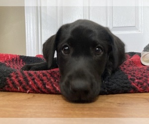 Labrador Retriever Dog for Adoption in MILL SPRING, North Carolina USA
