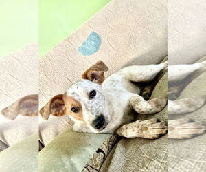 Lila - Female Mutt Dog for Adoption - Photo #2