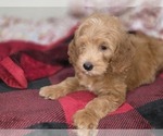 Small #30 Goldendoodle