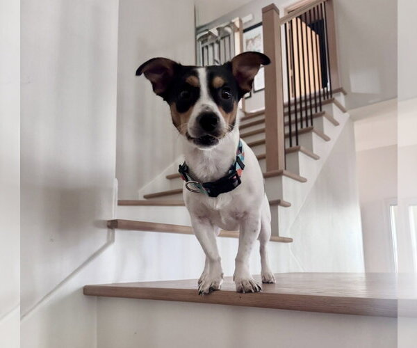 Medium Photo #1 Jack Russell Terrier-Unknown Mix Puppy For Sale in Houston, TX, USA