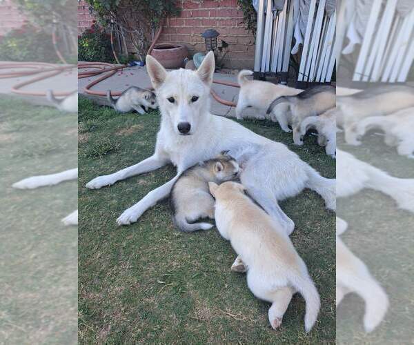 Medium Photo #1 Siberian Husky-Timber Wolf Mix Puppy For Sale in FRESNO, CA, USA