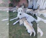 Small Photo #1 Siberian Husky-Timber Wolf Mix Puppy For Sale in FRESNO, CA, USA