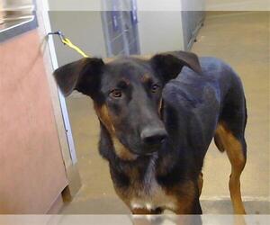 Doberman Pinscher-Unknown Mix Dogs for adoption in Sacramento, CA, USA