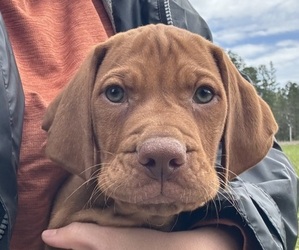 Vizsla Puppy for sale in SCREVEN, GA, USA