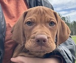 Small Vizsla