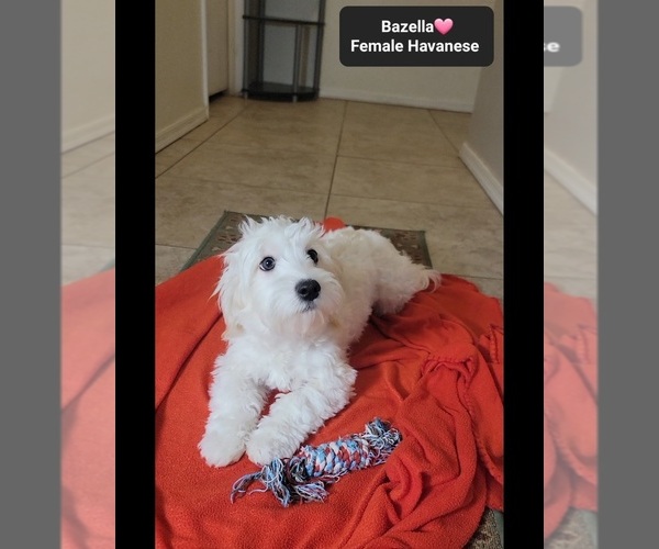 Medium Photo #2 Havanese Puppy For Sale in TUCSON, AZ, USA