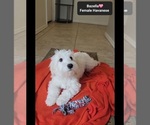Small #1 Havanese