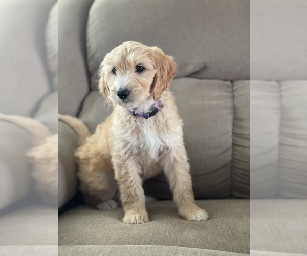Medium Photo #21 Goldendoodle Puppy For Sale in CITRUS HEIGHTS, CA, USA