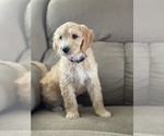 Small Photo #21 Goldendoodle Puppy For Sale in CITRUS HEIGHTS, CA, USA