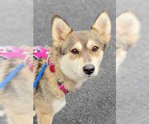 Pomsky Dogs for adoption in Matawan, NJ, USA