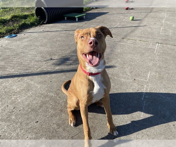 Medium Photo #1 Labrador Retriever-Unknown Mix Puppy For Sale in McKinleyville, CA, USA
