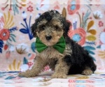 Small #2 Poodle (Miniature)