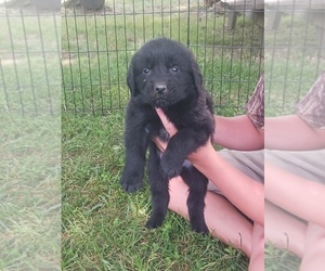 Newfoundland Puppy for sale in MILAN, IN, USA