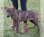 Small #1 Labrador Retriever-Plott Hound Mix