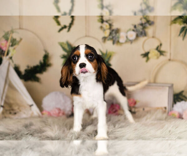 Medium Photo #14 Cavalier King Charles Spaniel Puppy For Sale in WARSAW, IN, USA