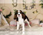 Small Photo #14 Cavalier King Charles Spaniel Puppy For Sale in WARSAW, IN, USA