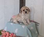Small Photo #19 Cockapoo (Toy) Puppy For Sale in GOSHEN, IN, USA