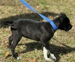 Small Photo #2 Boston Terrier-Unknown Mix Puppy For Sale in Yardley, PA, USA