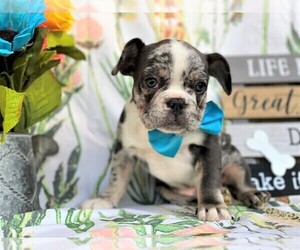 French Bulldog Puppy for sale in RISING SUN, MD, USA