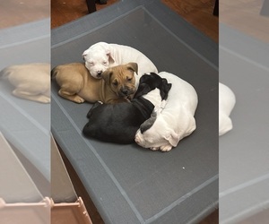 American Mastiff-American Pit Bull Terrier Mix Puppy for sale in NEW BEDFORD, MA, USA
