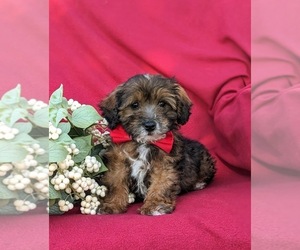 Lhasa-Poo Puppy for sale in LINCOLN UNIVERSITY, PA, USA