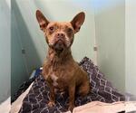 Small French Bulldog Mix
