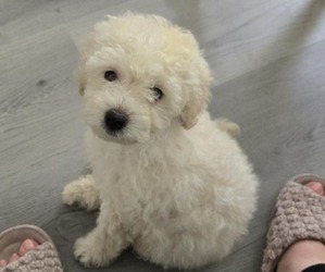 Poodle (Toy) Litter for sale in YUCAIPA, CA, USA
